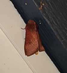 Orthosia transparens