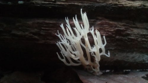 Artomyces adrienneae