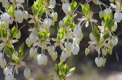 Enkianthus perulatus