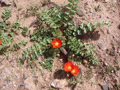 Hypseocharis pimpinellifolia