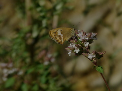 Coenonympha dorus