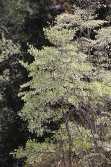 Enkianthus perulatus