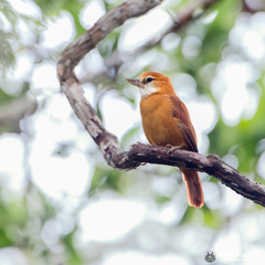 Megaxenops parnaguae