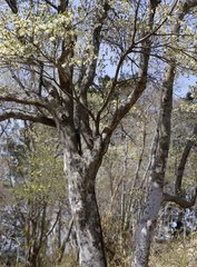Enkianthus perulatus