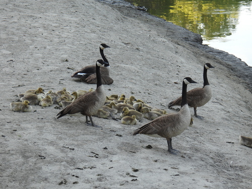 Canada Goose photographed in Minnesota