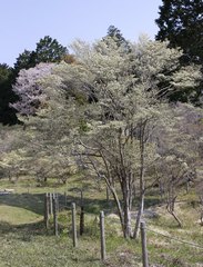 Enkianthus perulatus