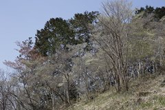 Enkianthus perulatus