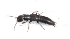 Tasgius melanarius