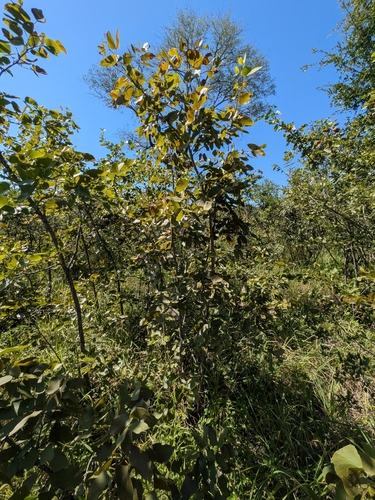 Mopane