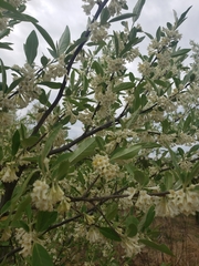 Chamaecytisus prolifer