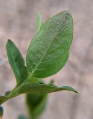 Lonicera maackii