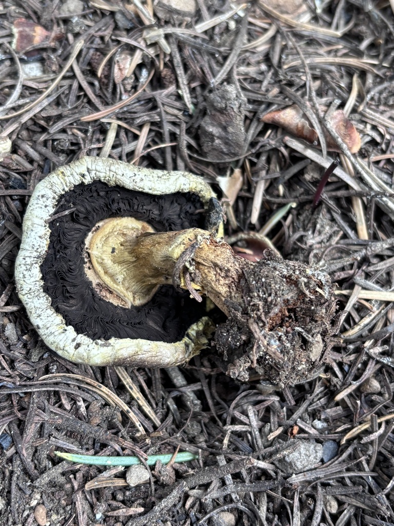 Agaricus moronii · May 2026 · photo: Photo: (c) reagan peschke, some rights reserved (CC BY) · iNaturalist