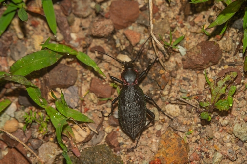 Carabus ignimitella