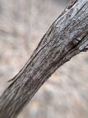 Lonicera maackii