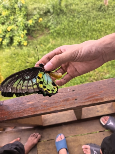 Ornithoptera priamus
