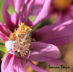 Agonoscelis versicoloratus