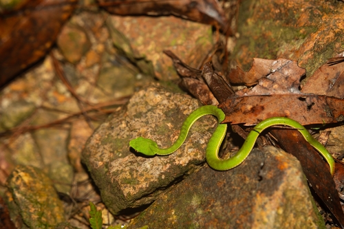 Chinese Green Tree Viper