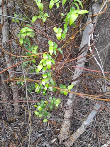 Cape Smilax