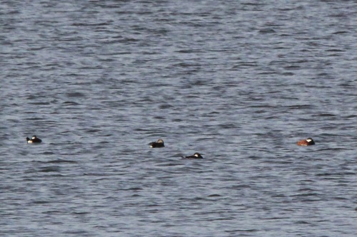 Ruddy Duck