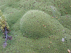 Azorella compacta