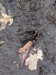 Odocoileus virginianus