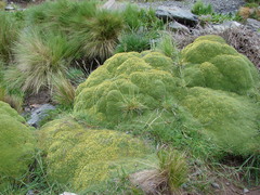 Azorella compacta