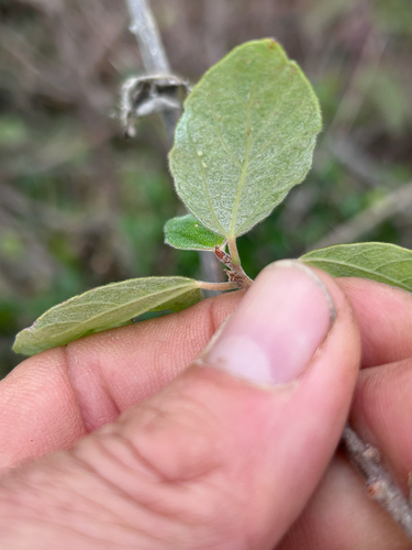 Pouzolzia mixta, photograph 2