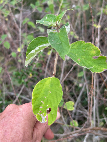 Pouzolzia mixta