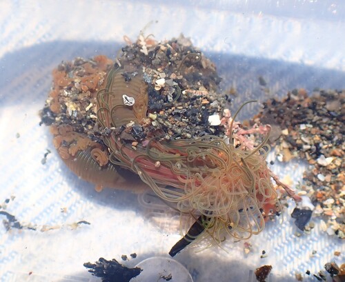 Timarete luxuriosa