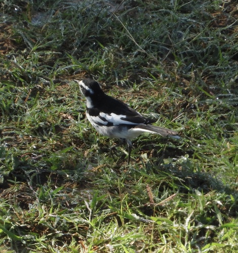iNaturalist image