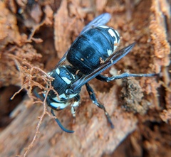 Dolichovespula maculata