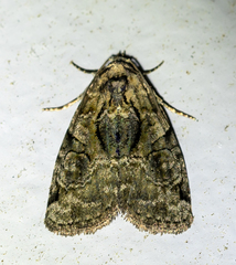 Pseudeustrotia indeterminata