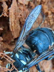 Dolichovespula maculata