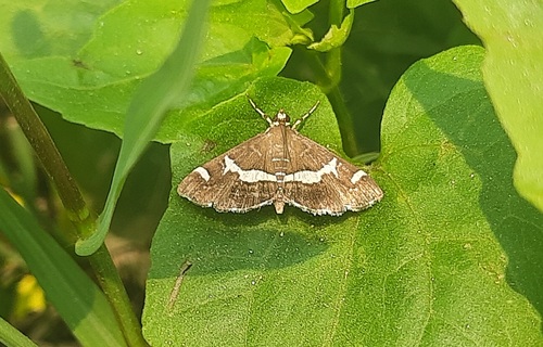 Hawaiian Beet Webworm Moth
