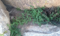 Eucrypta chrysanthemifolia bipinnatifida