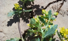 Lepidium flavum felipense