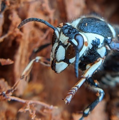 Dolichovespula maculata