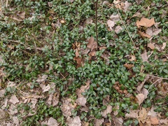 Vinca minor
