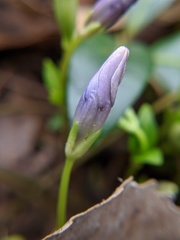 Vinca minor