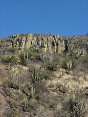 Isolatocereus dumortieri