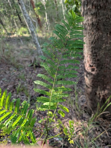 Jacaranda mimosifolia observed 2026-05-22