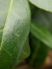 Vinca minor