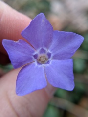 Vinca minor