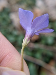Vinca minor