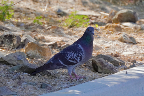 Rock Pigeon