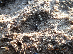 Coproporus ventriculus