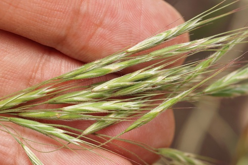 Bromus tectorum iNat (3)