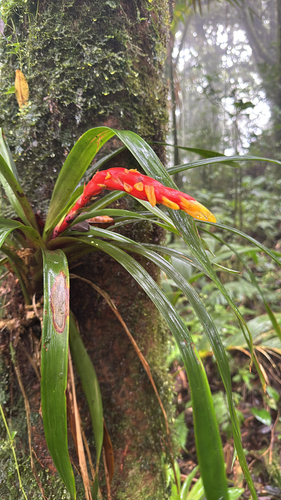 Guzmania nicaraguensis (Guzmania nicaraguensis)