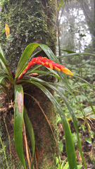 (c) Ron Bondy, some rights reserved (CC BY-SA) Guzmania nicaraguensis, photograph (c) Ron Bondy, some rights reserved (CC BY-SA)