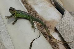 Stenocercus trachycephalus